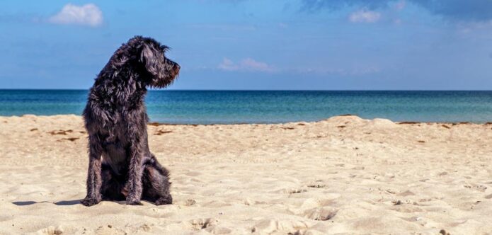 Einreisebestimmungen für Hunde nach Kroatien