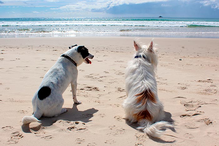 Hunde am Strand - Urlaub mit Hund an der Kvarner Bucht Hunde am Strand - Urlaub mit Hund an der Kvarner Bucht